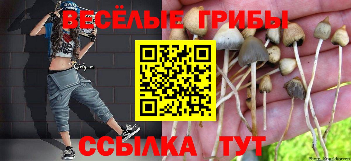 купить наркоту  Вход с VPN  Алатырь  Псилоцибиновые грибы прущие грибы  Псилоцибиновые грибы Psilocybe 